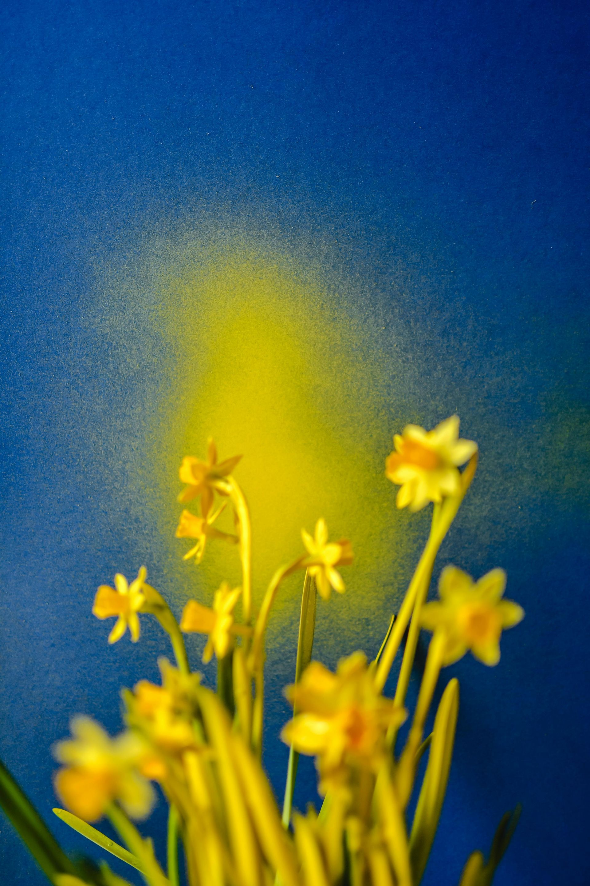 yellow flowers blooming