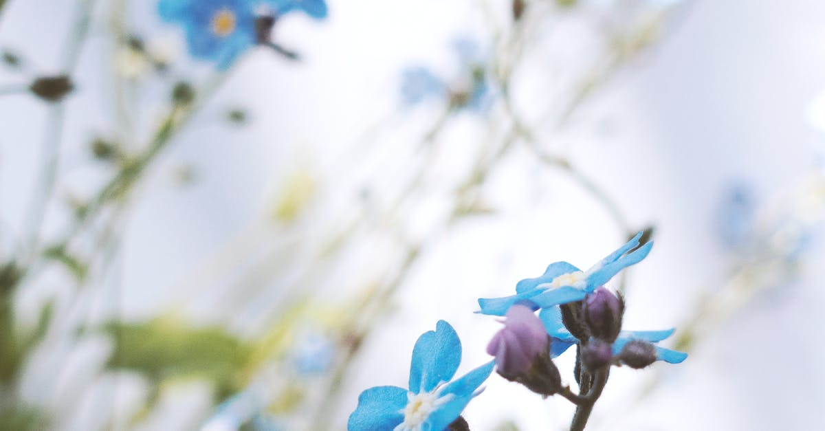 purple and blue flowers