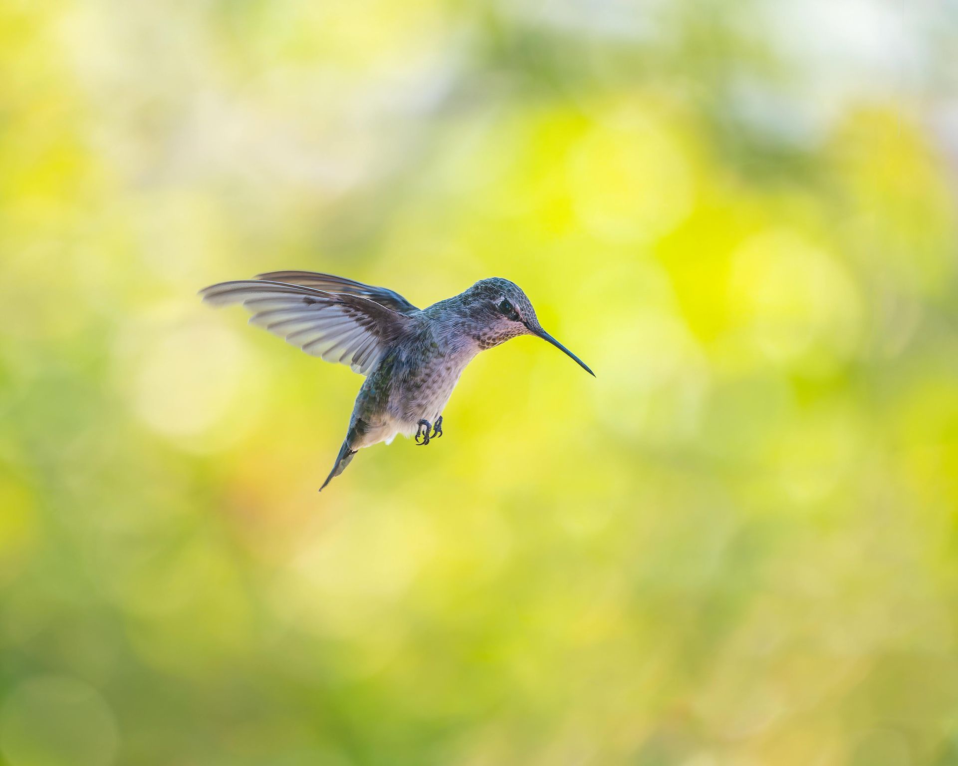a hummingbird flying in the air