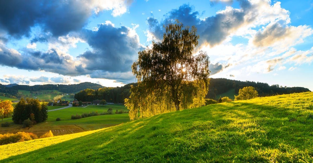 tree and clouds outside in a landscape