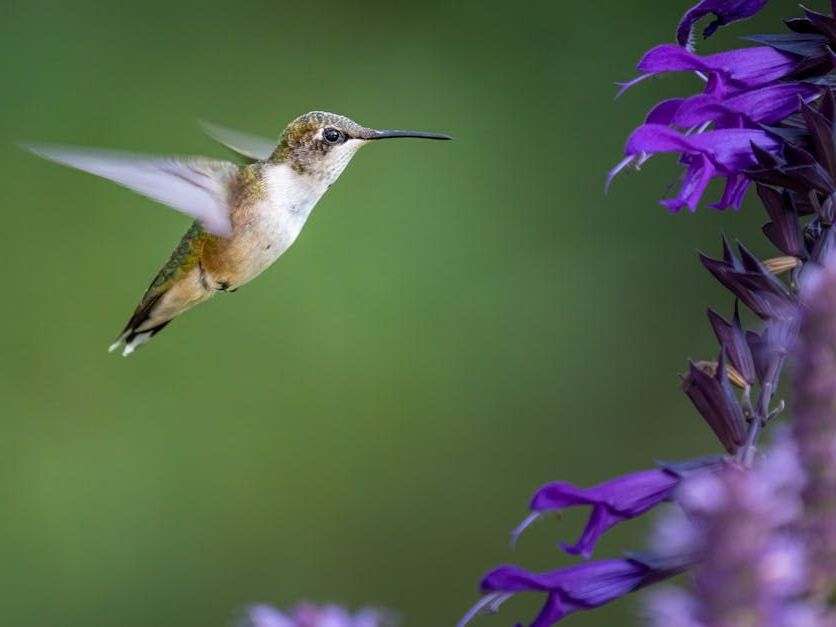 humming bird and purple flowers