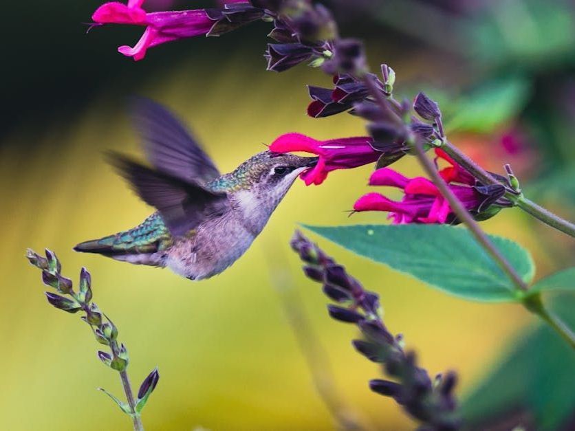 hummingbird eating nectar out of a flower