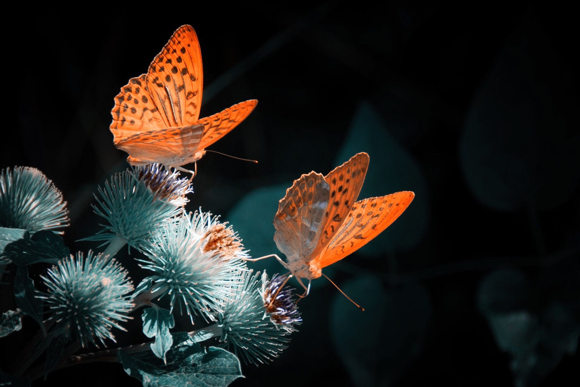 two orange butterflies on a flower