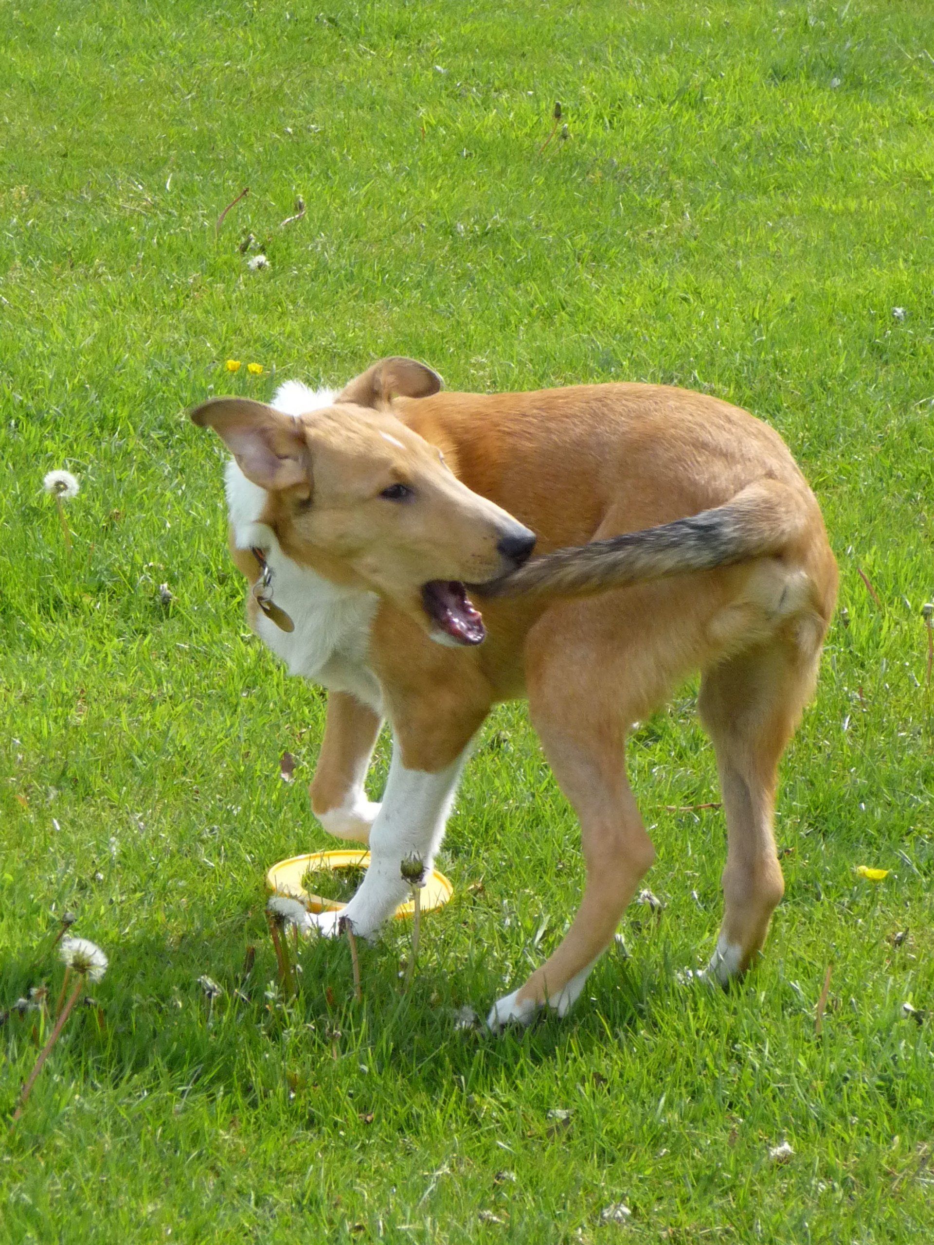 dog