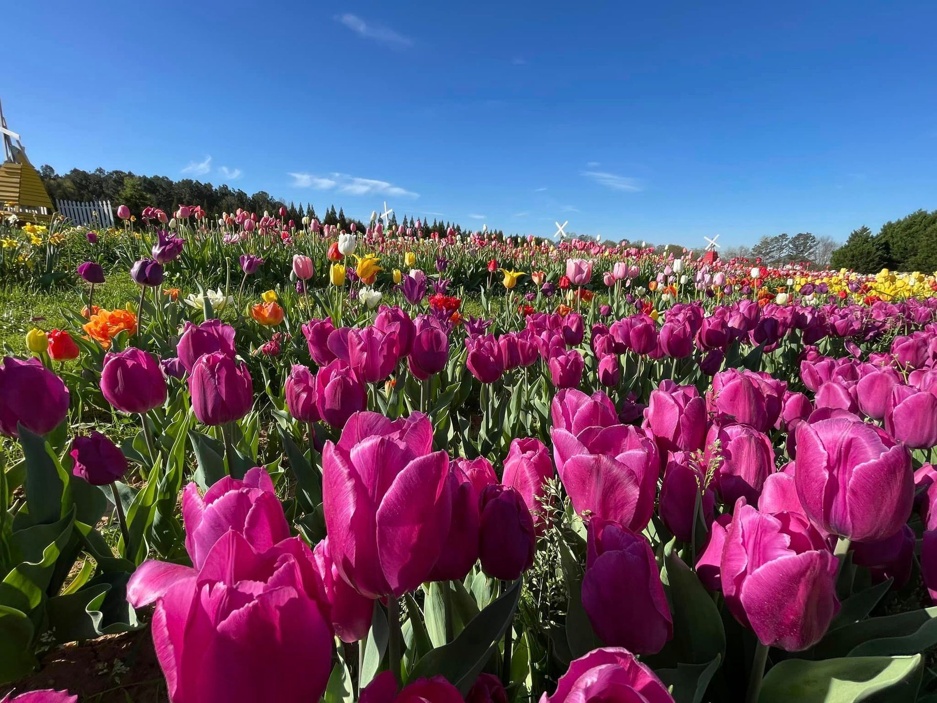 A field of purple tulips with a blue sky in the background.