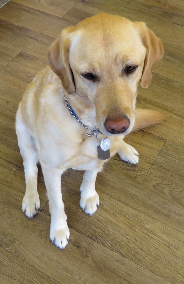 Yellow Labrador dog sitting on a wooden floor, looking down with a slightly sad expression.