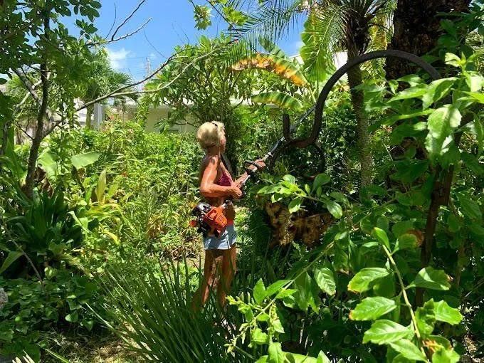 Person using a hedge trimmer in a lush garden under a bright blue sky