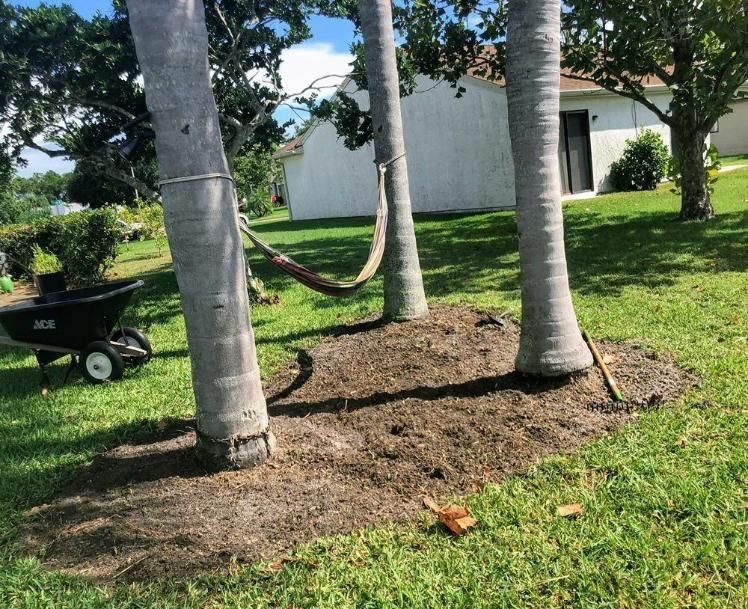 Three palm trees with a hammock in a sunny yard near a white house