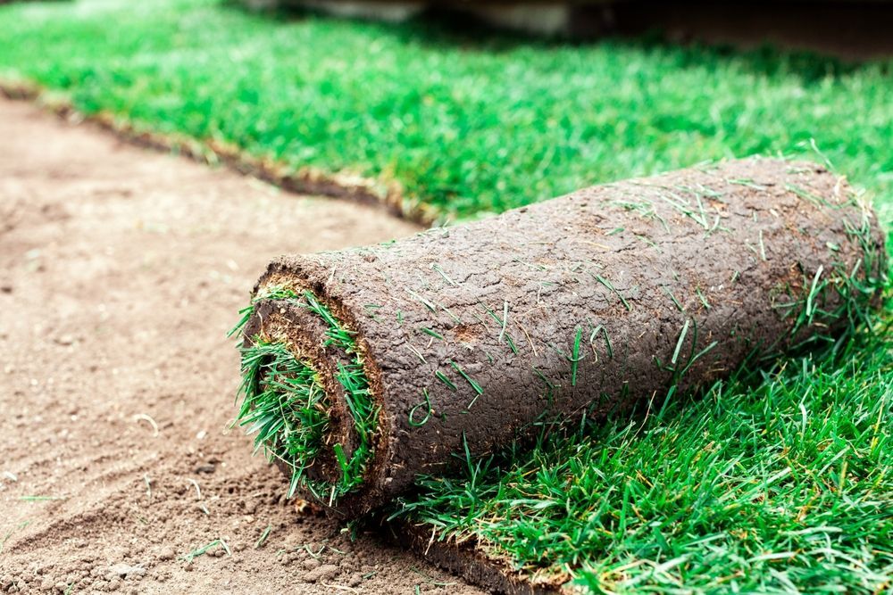 Rolled-up patch of artificial turf beside a dirt path, with green grass around it