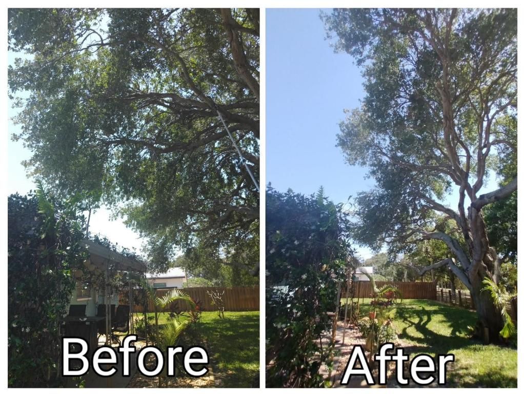 Split before-and-after view of a tree-lined yard, showing brighter sky and trimmed trees after pruning.