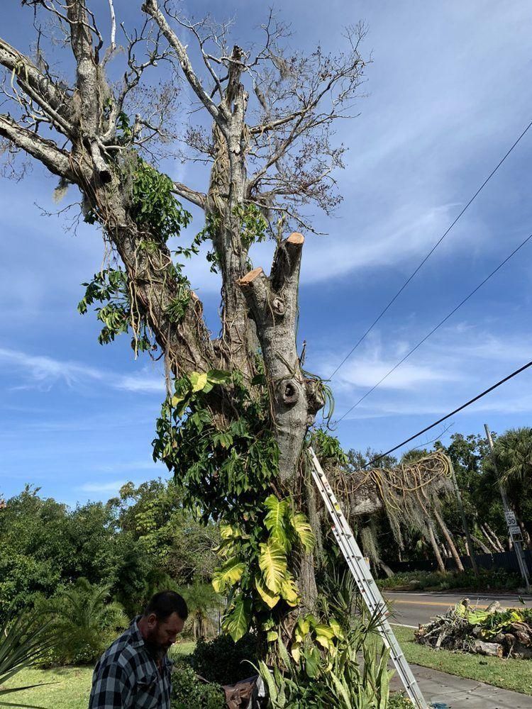 Large tree trunk being trimmed with a ladder leaning against it under a blue sky