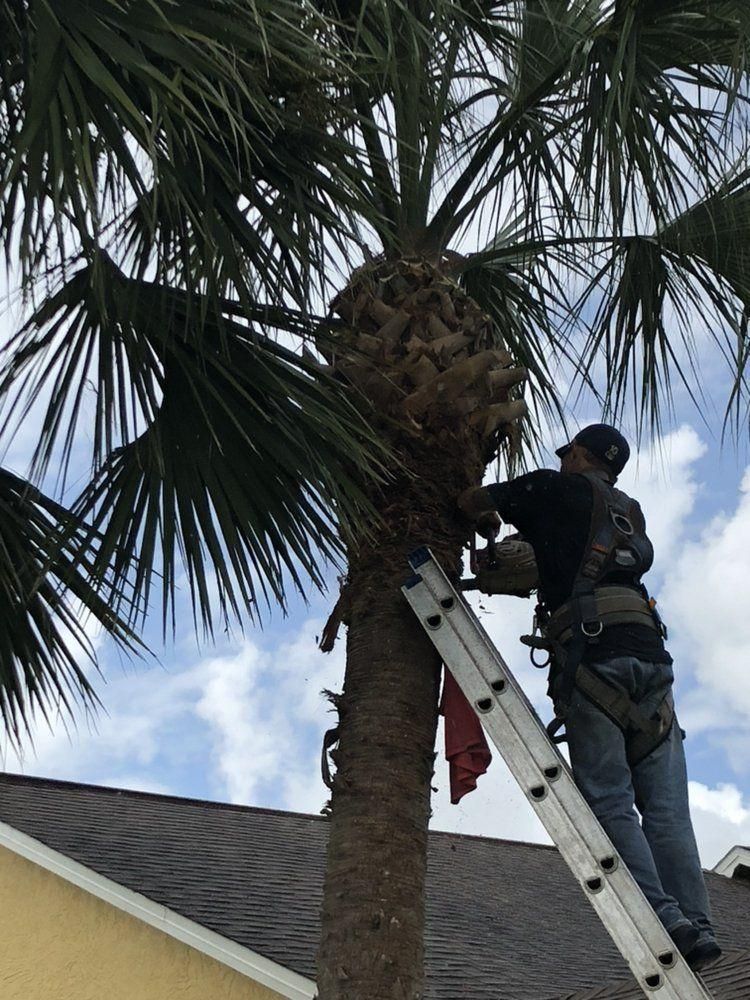 Worker on a ladder trimming a palm tree beside a house under a cloudy sky