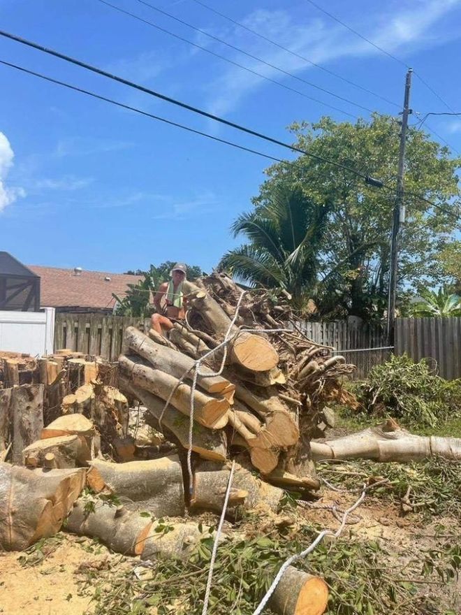 Worker on a pile of cut logs beside a fence, with a large fallen tree in a sunny backyard.