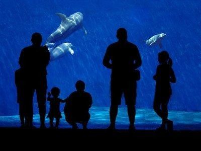 Cinque persone in piedi davanti a una grande vasca di un acquario, mentre osservano i delfini che nuotano nell'acqua blu.