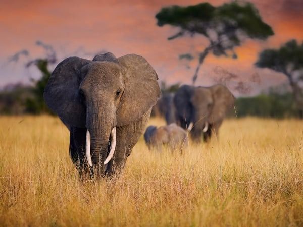 Un branco di elefanti africani cammina tra l'erba alta e secca della savana al tramonto.