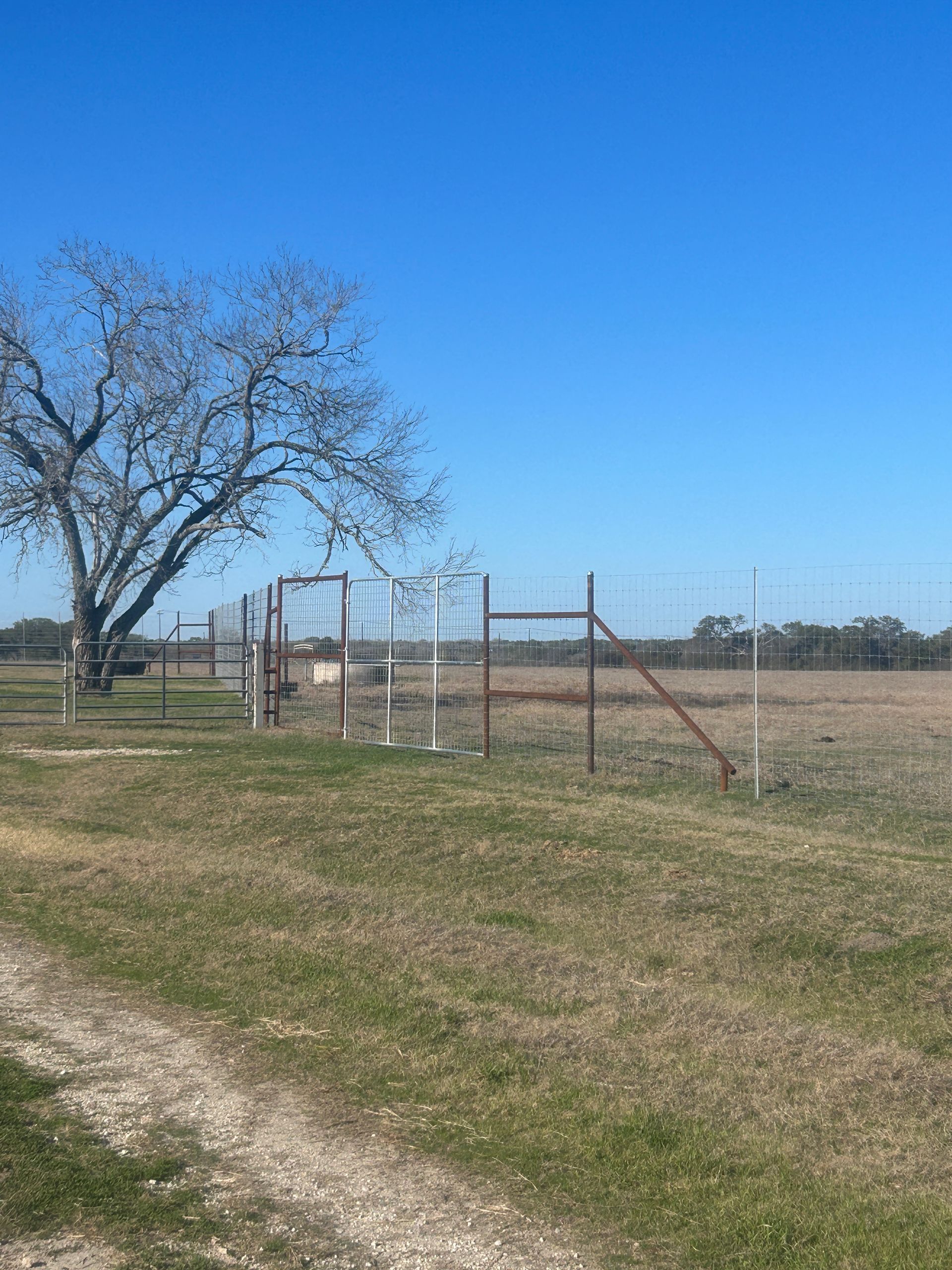 Fenced field with a leafless tree under a clear blue sky, with dirt paths across dry grass.