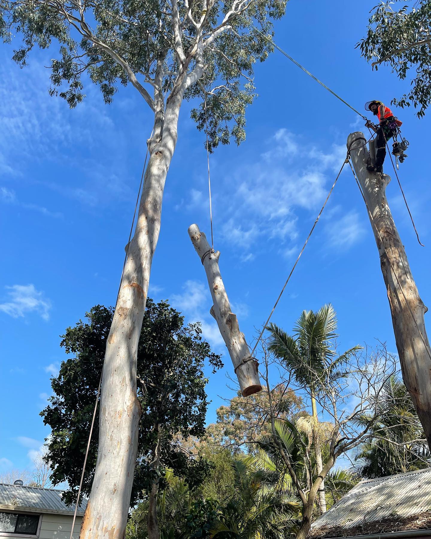 Arborist on Tree — Martins Ville, NSW — Beaus Tree Service