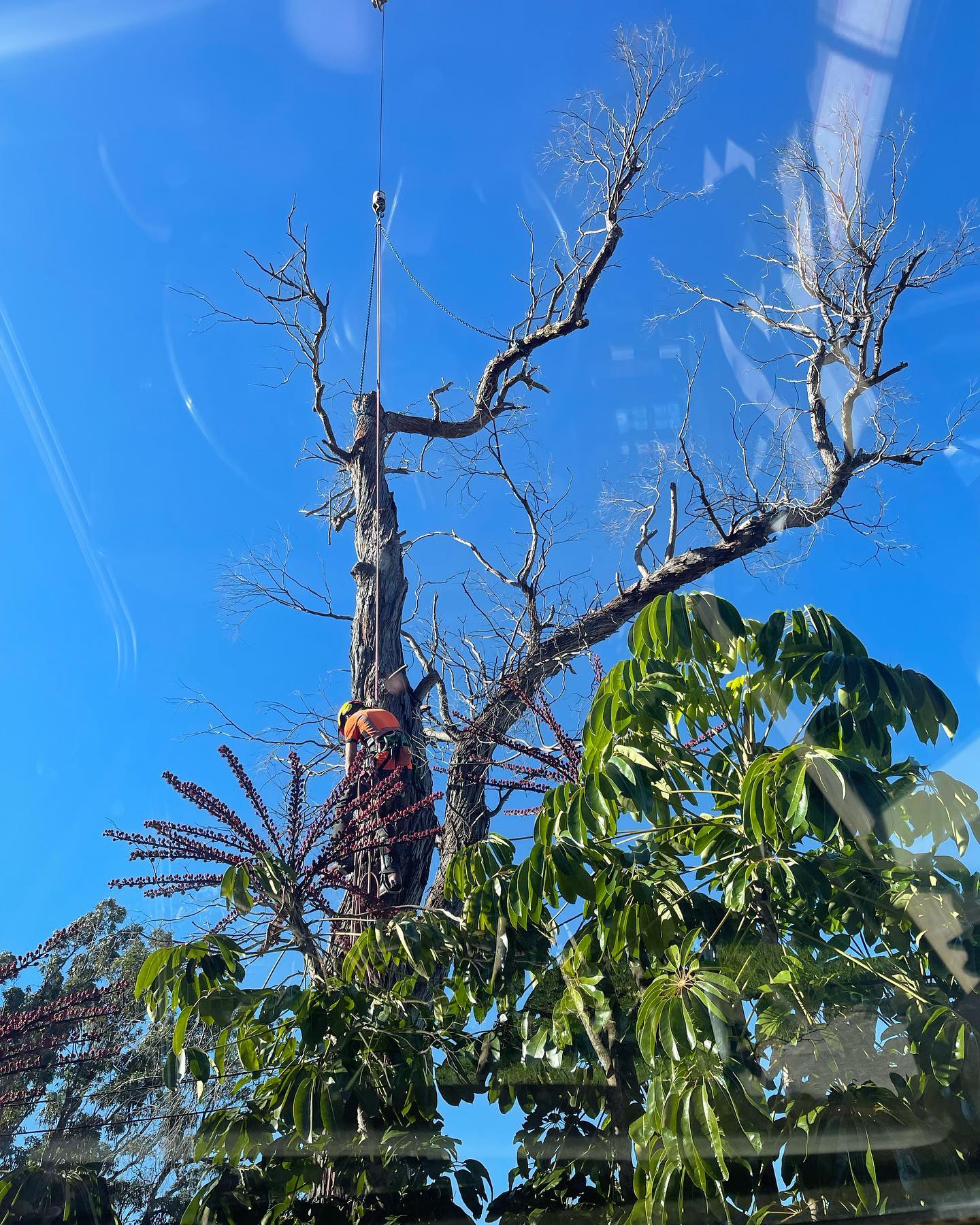Large Trees Beside the House — Martins Ville, NSW — Beaus Tree Service