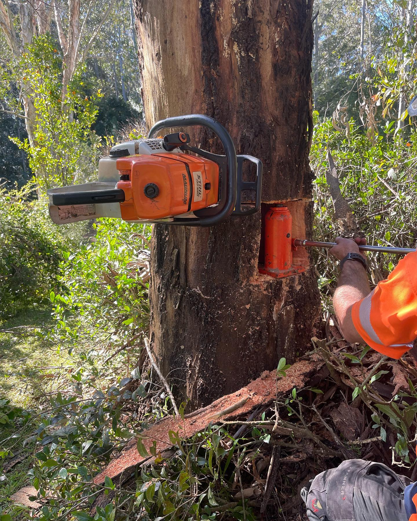 Tree Removal — Martins Ville, NSW — Beaus Tree Service