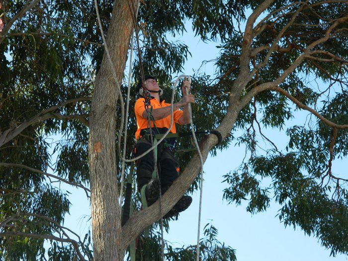 Tree Trimming — Martins Ville, NSW — Beaus Tree Service