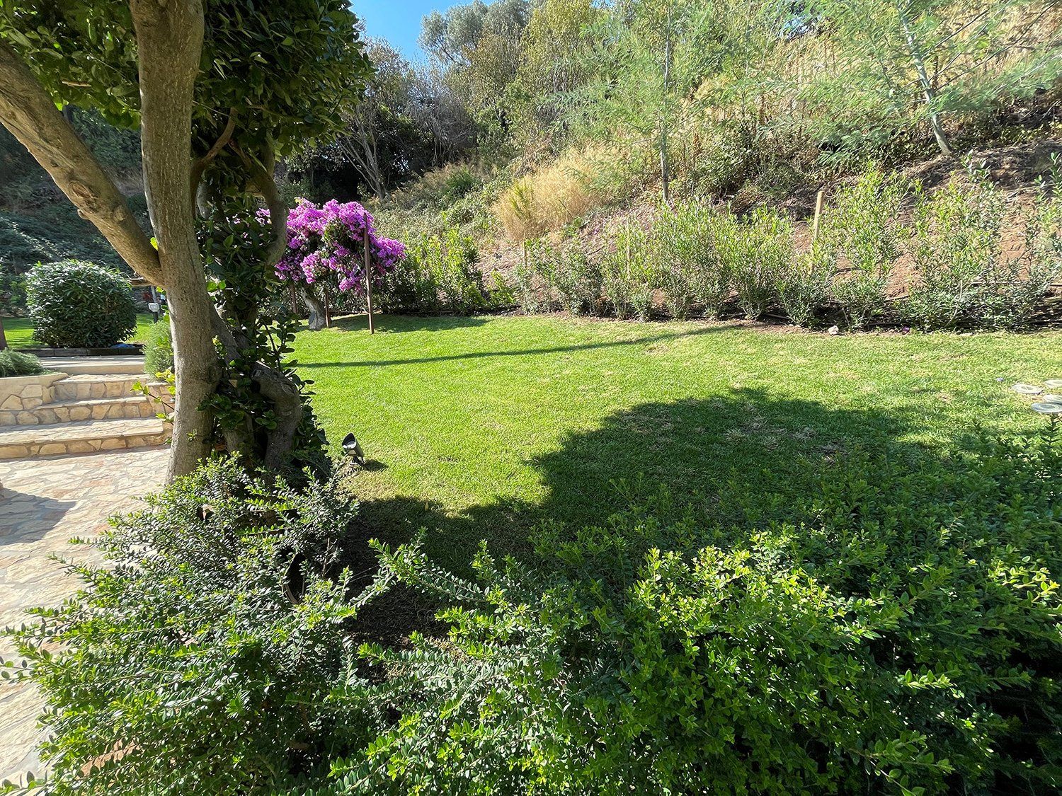 Un giardino soleggiato con un prato verde, un sentiero di pietra, un grande albero, cespugli fioriti di colore viola e una collina sullo sfondo.