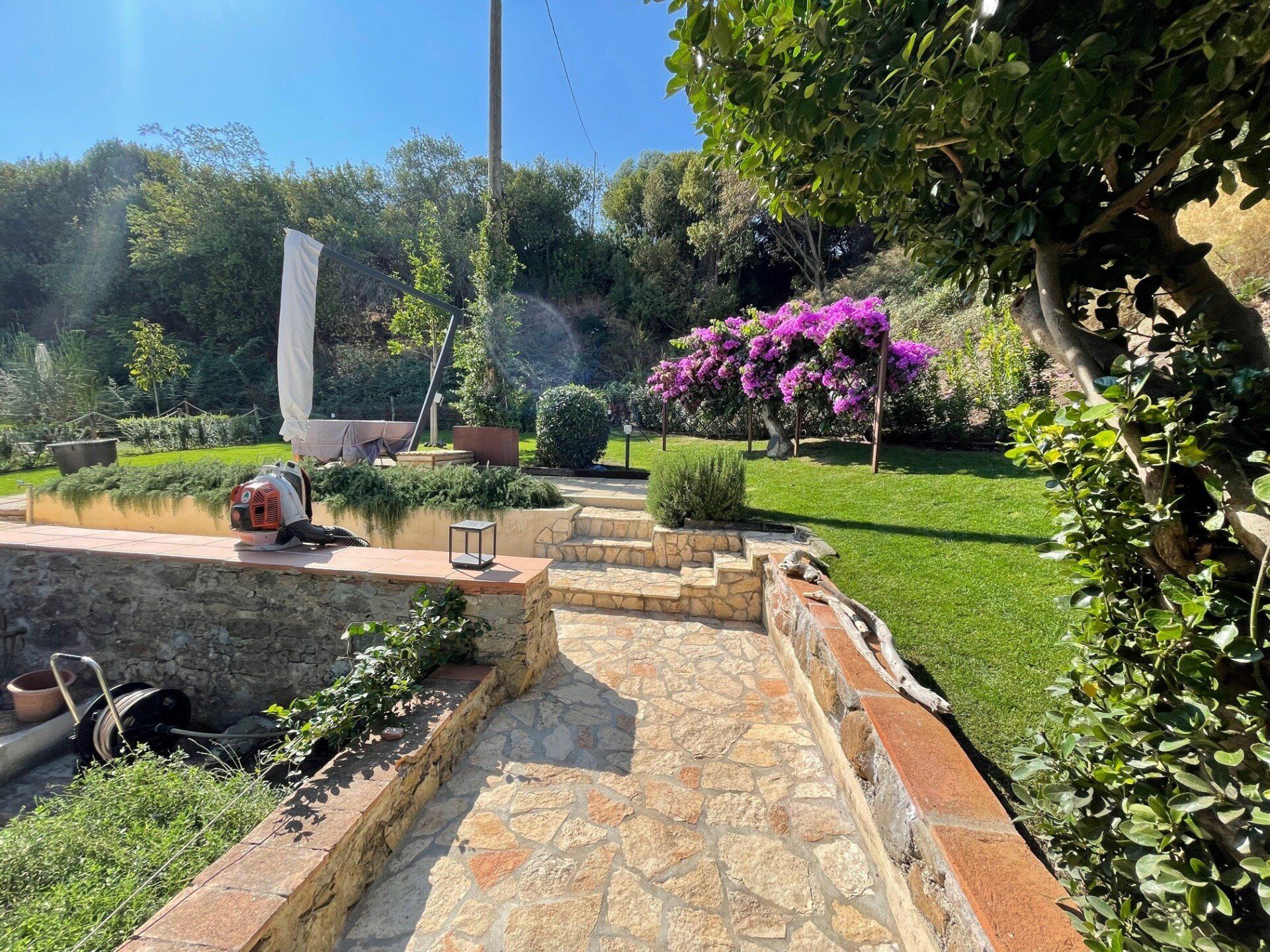Un sentiero lastricato in pietra si snoda attraverso un giardino soleggiato con un muro di contenimento in pietra, un prato verde e bouganville di un viola acceso.