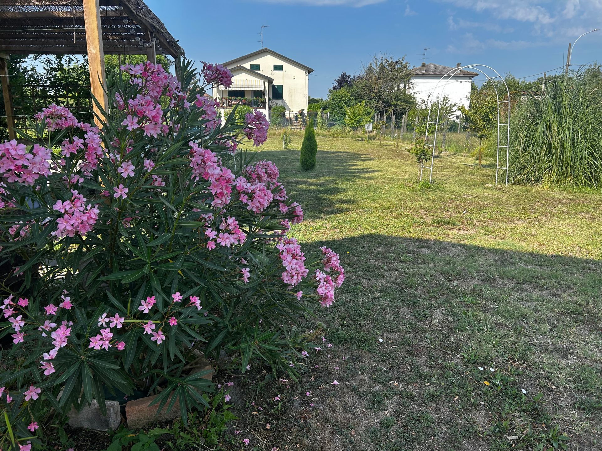 Cespuglio di fiori rosa in un cortile erboso, due case sullo sfondo sotto un cielo azzurro.