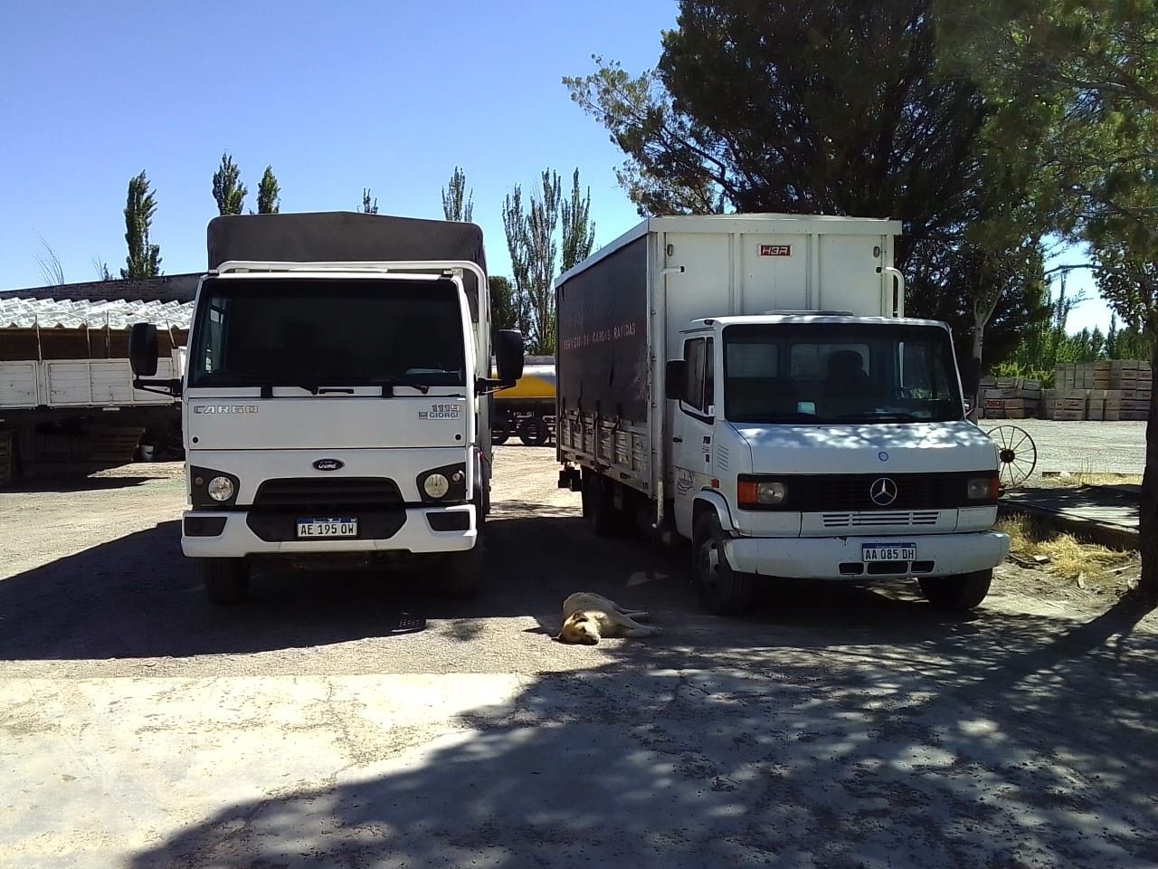 Dos camiones de carga estacionados, uno blanco y otro gris, en un solar soleado con árboles al fondo.