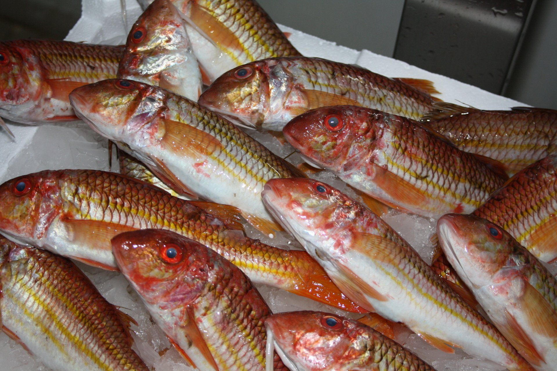 pesce fresco