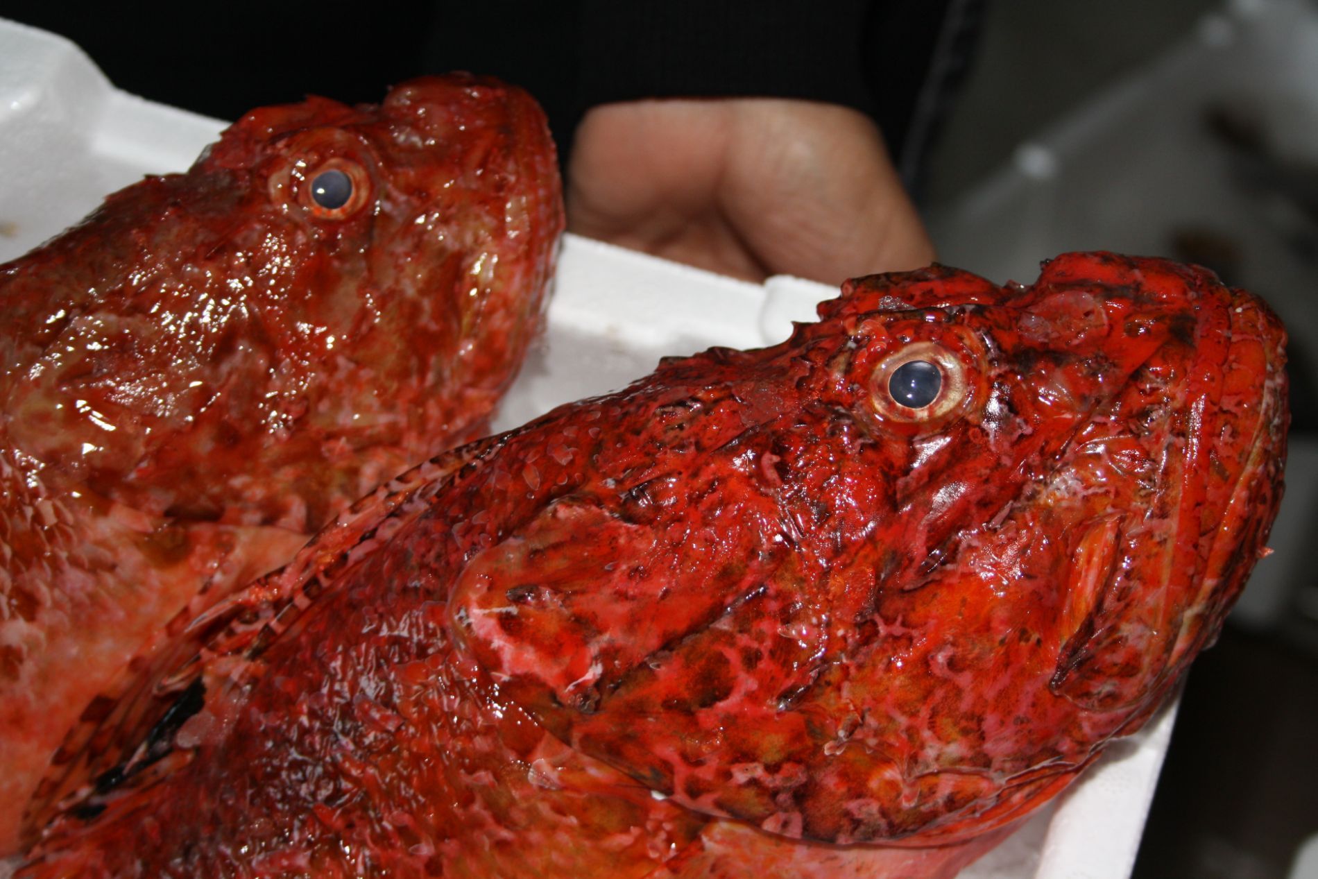 pesce fresco a domicilio