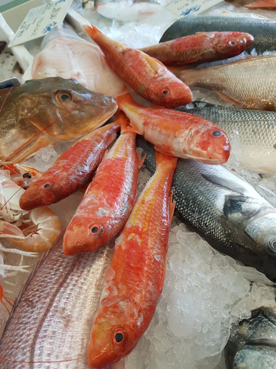 pesce azzurro
