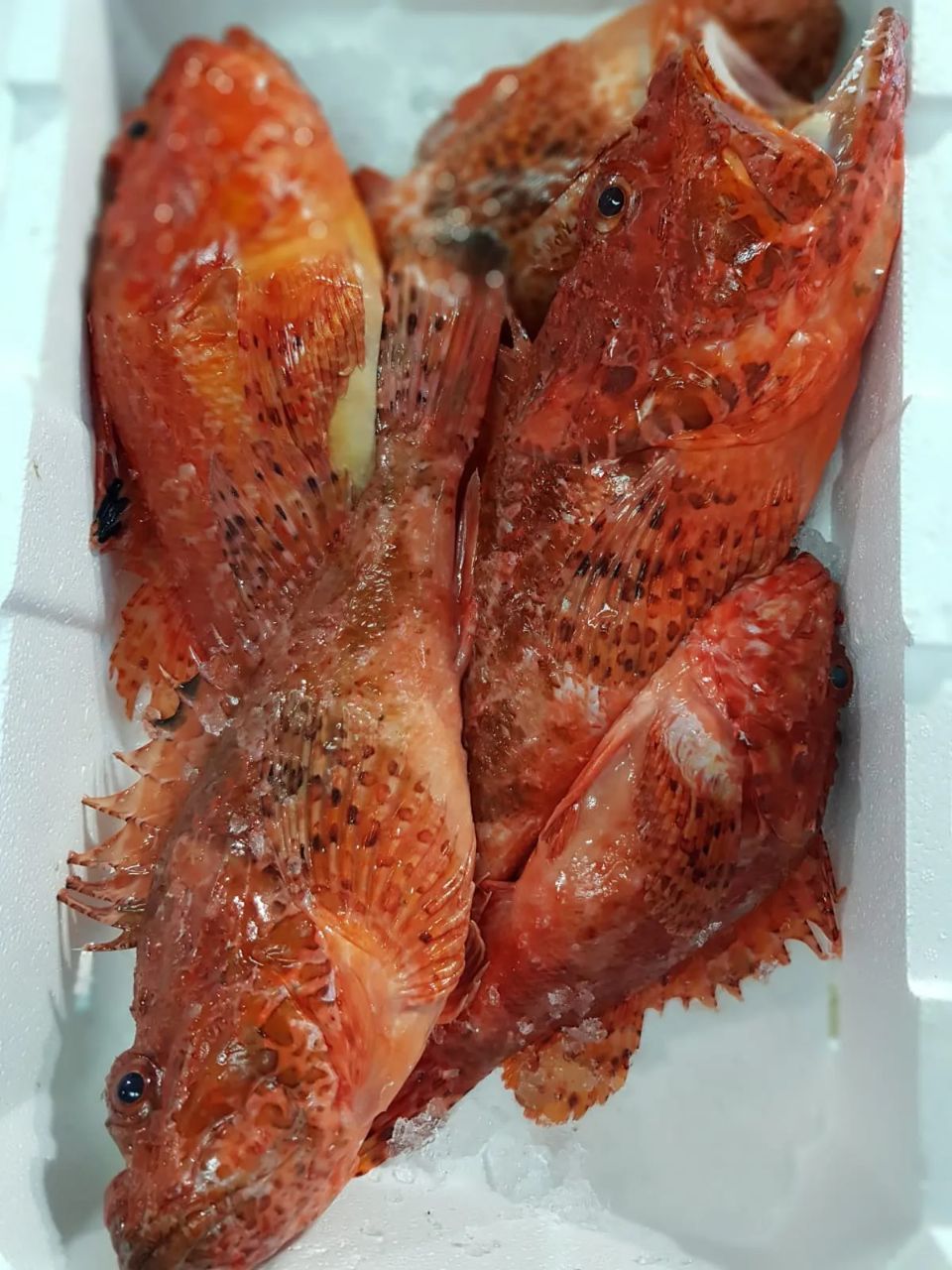 pesce fresco