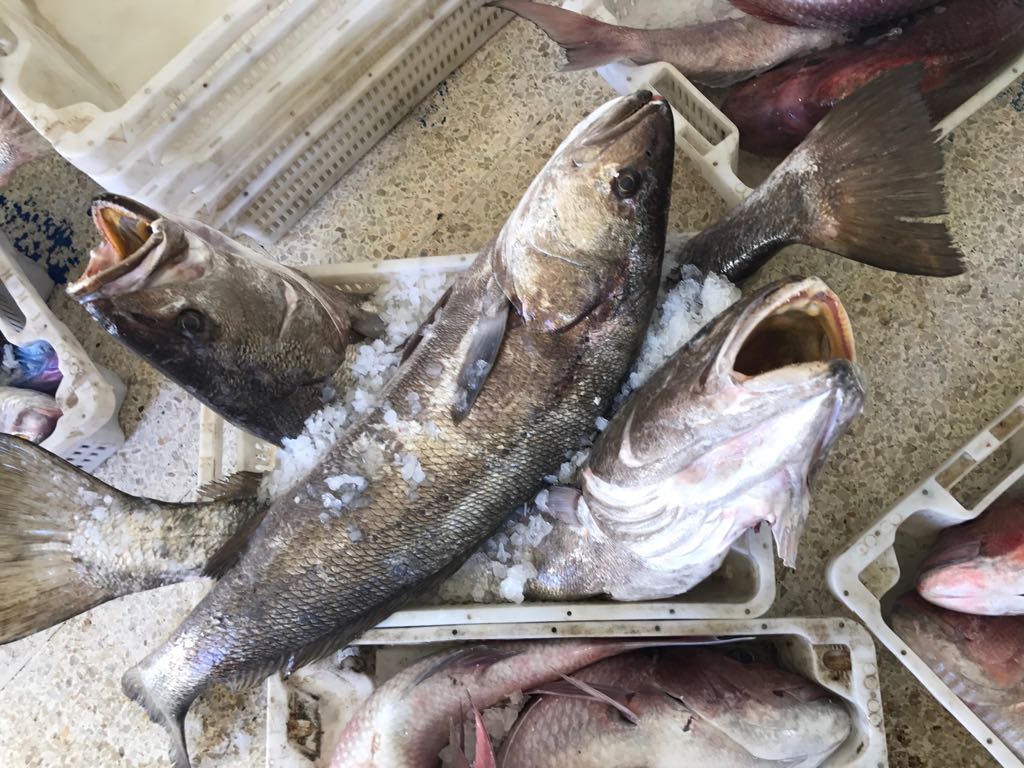 sea bass