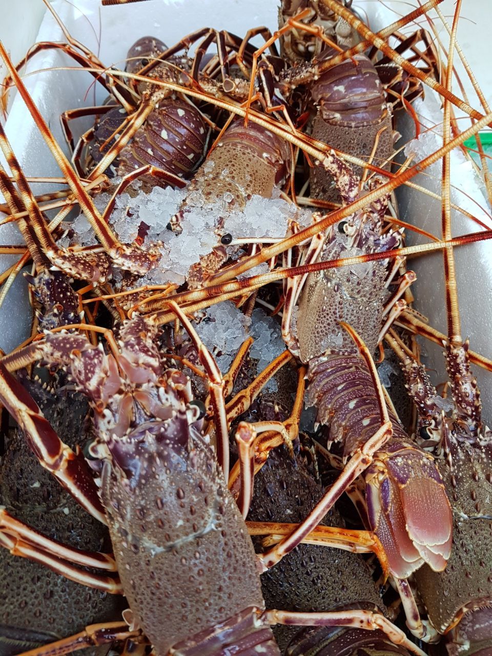 crostacei per zuppa