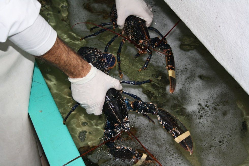 vasca con crostacei