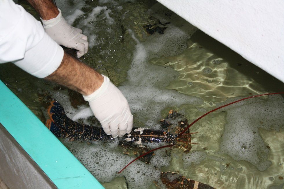 crostacei
