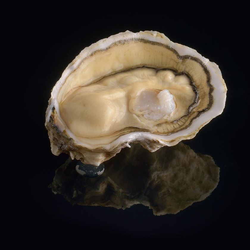 ostrica Royale 