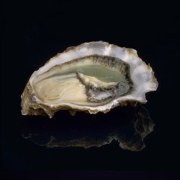 ostrica Secrete