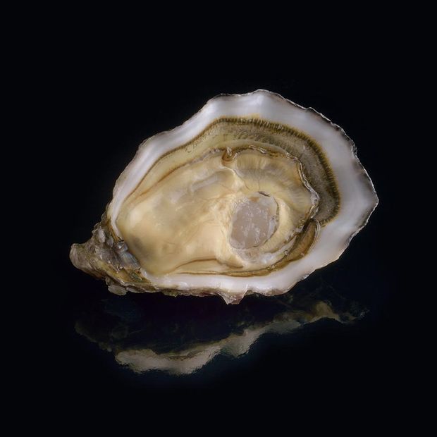 ostrica Speciale