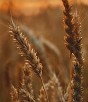 A close up of a wheat plant in a field at sunset.