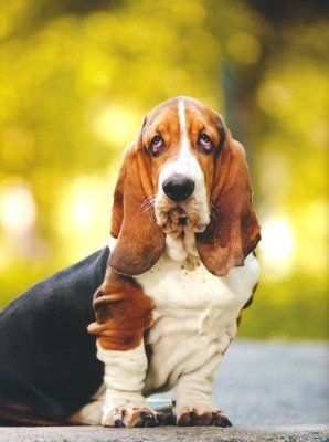 Basset hound standing on a road, with floppy ears and a white-and-brown coat, against a blurred yellow background