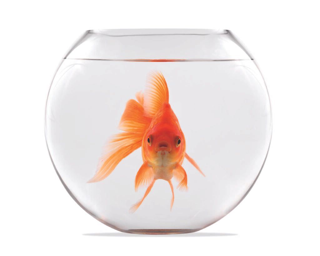 Orange goldfish facing forward in a round glass bowl against a white background