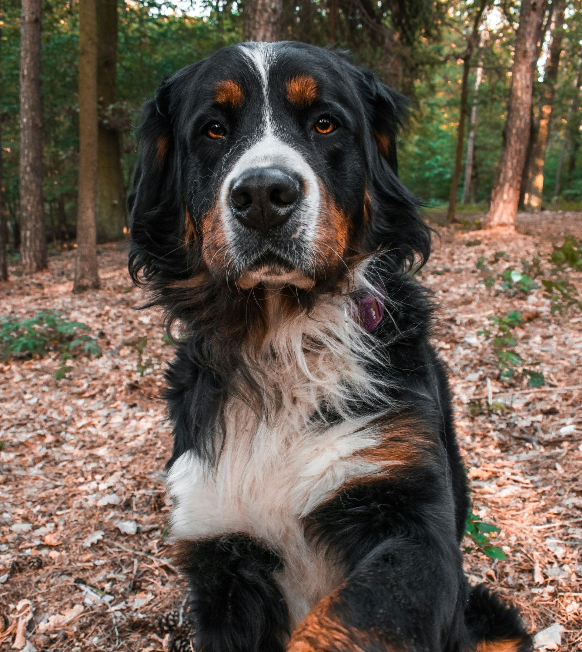 Large black, white, and tan dog sitting in a wooded area, facing the camera.
