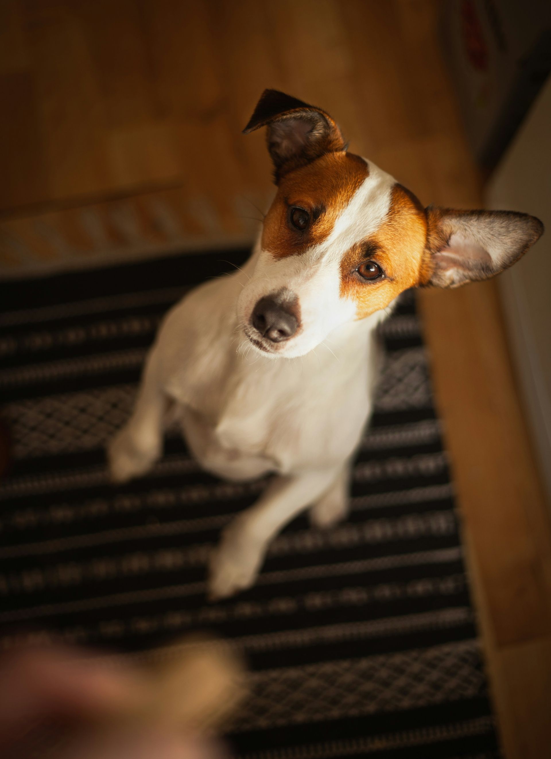 Small white-and-brown dog looking up on a striped rug indoors