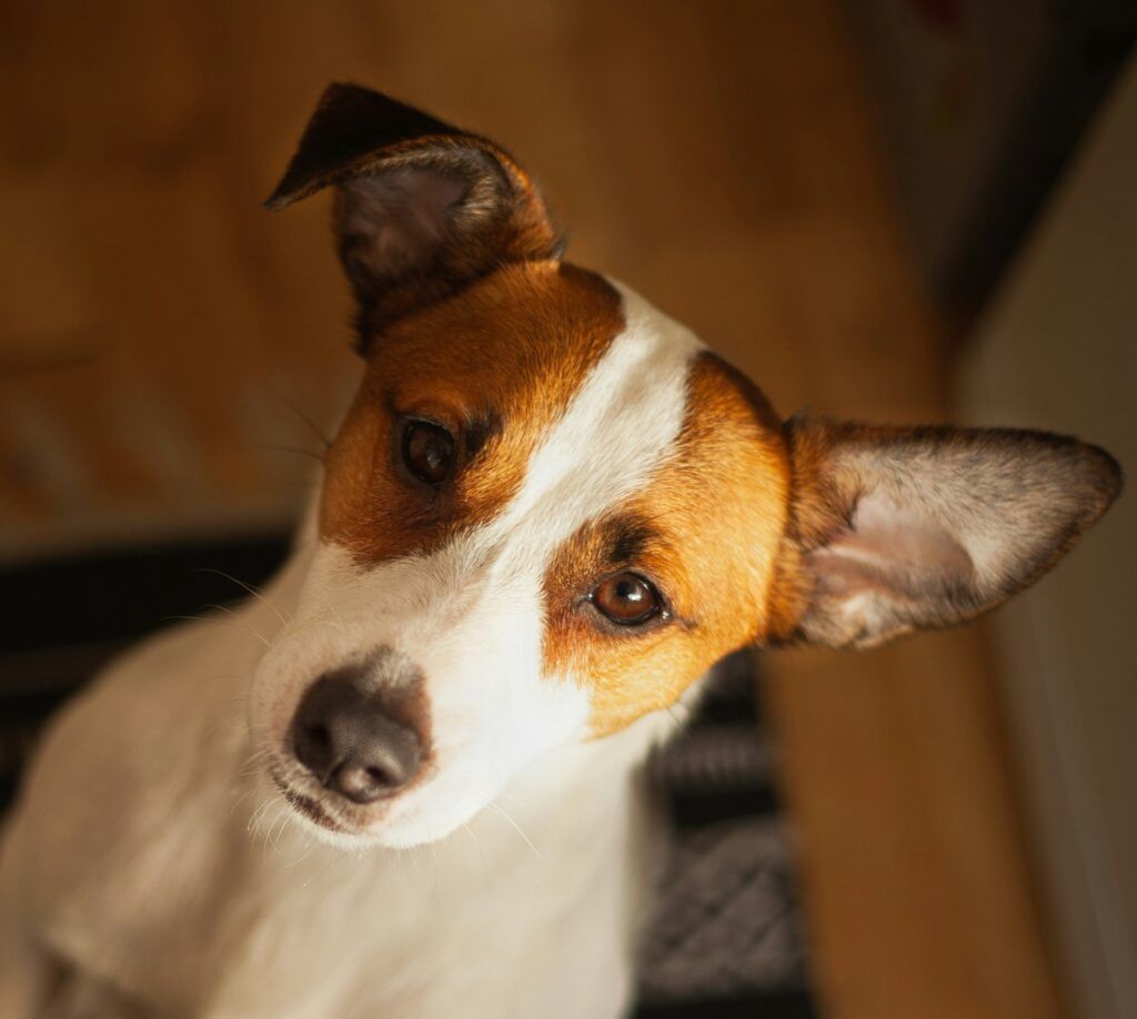 Curious brown-and-white dog tilting its head indoors