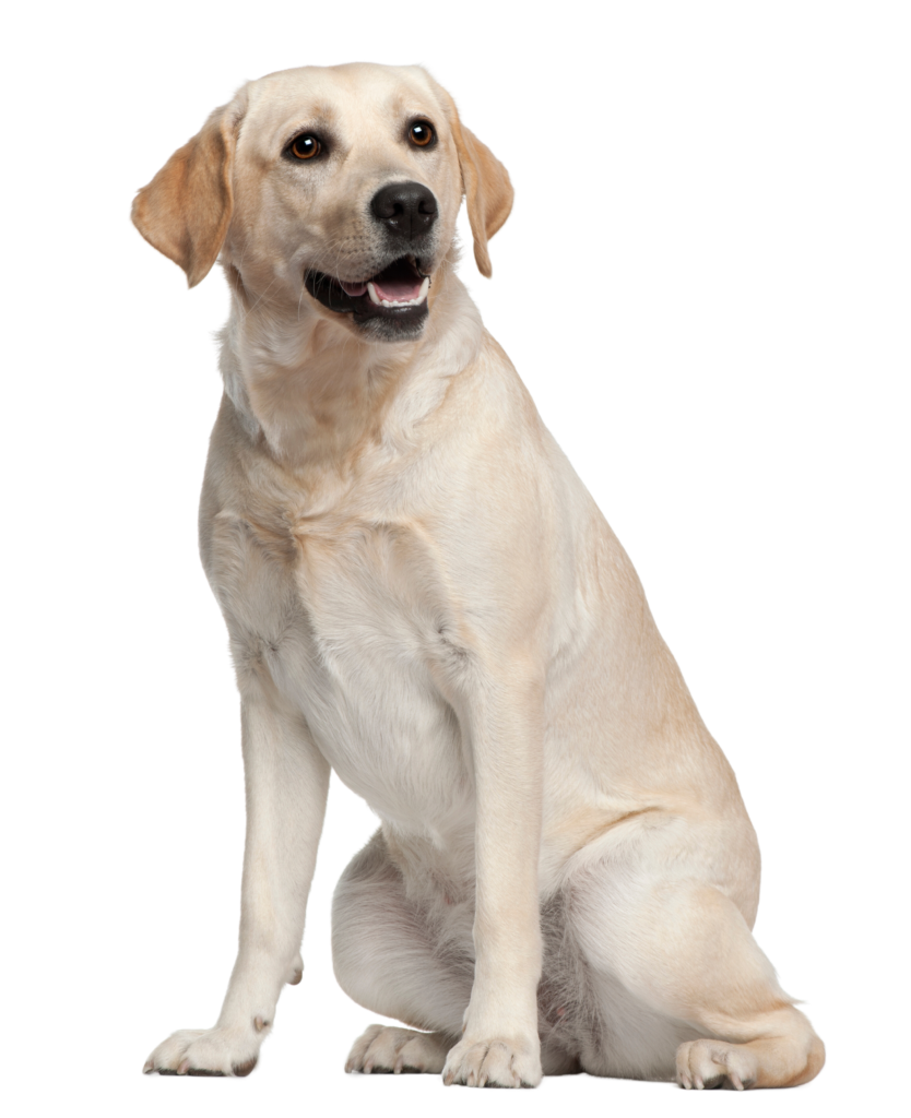 Yellow Labrador retriever sitting and looking at the camera on a white background