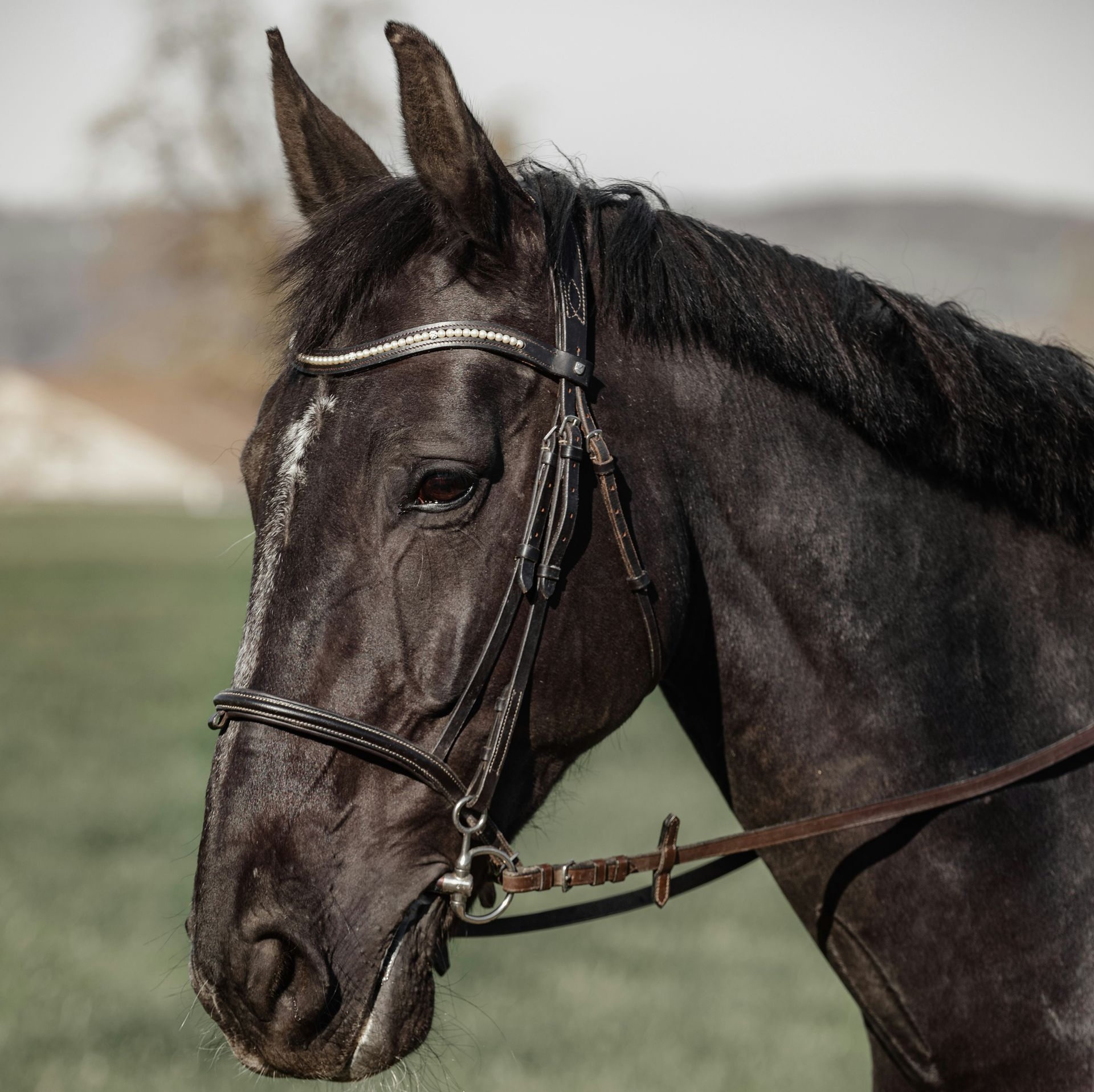 Dark brown horse in profile wearing a bridle, standing outdoors.