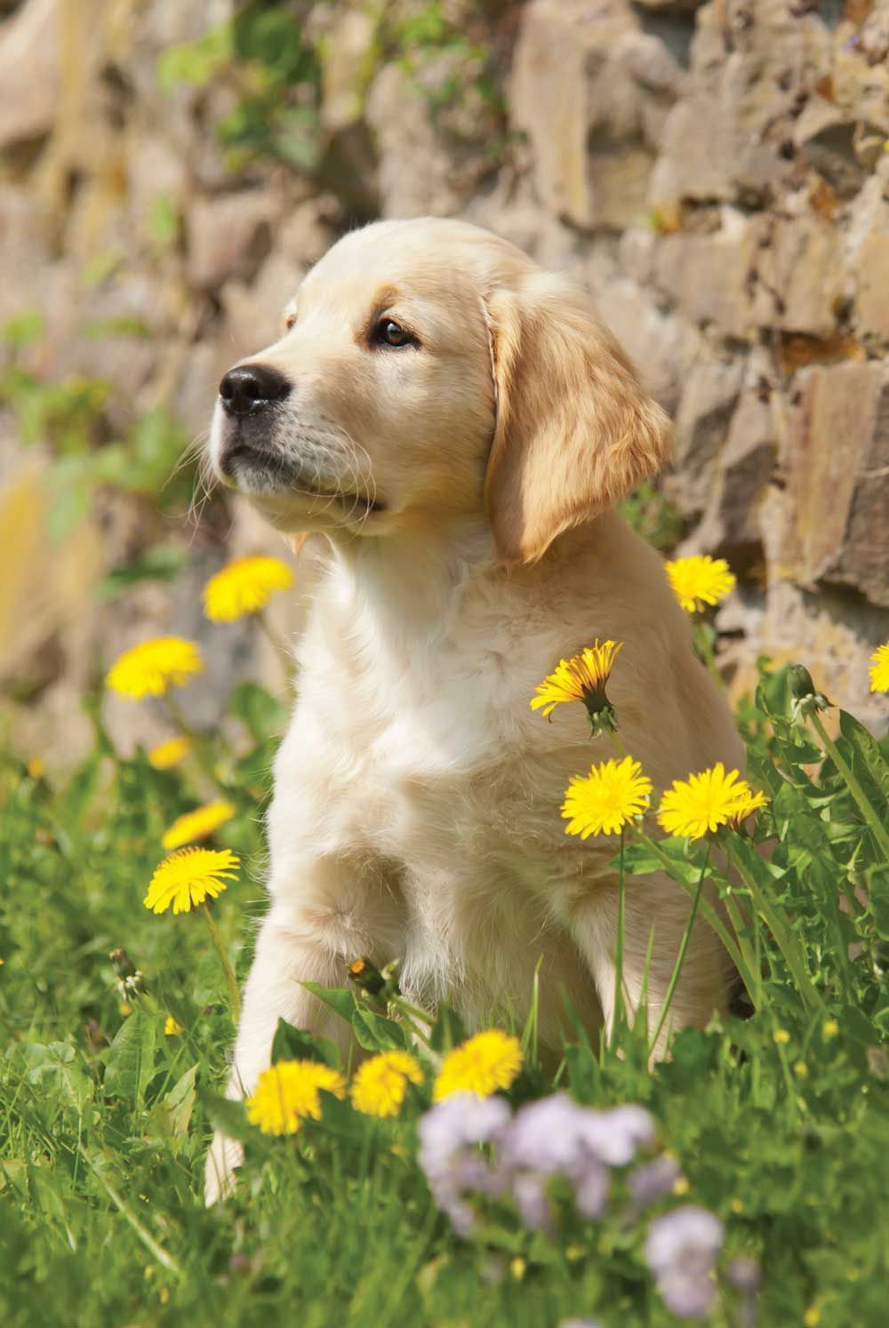 Golden retriever puppy sitting in a field of yellow and purple wildflowers near a stone wall