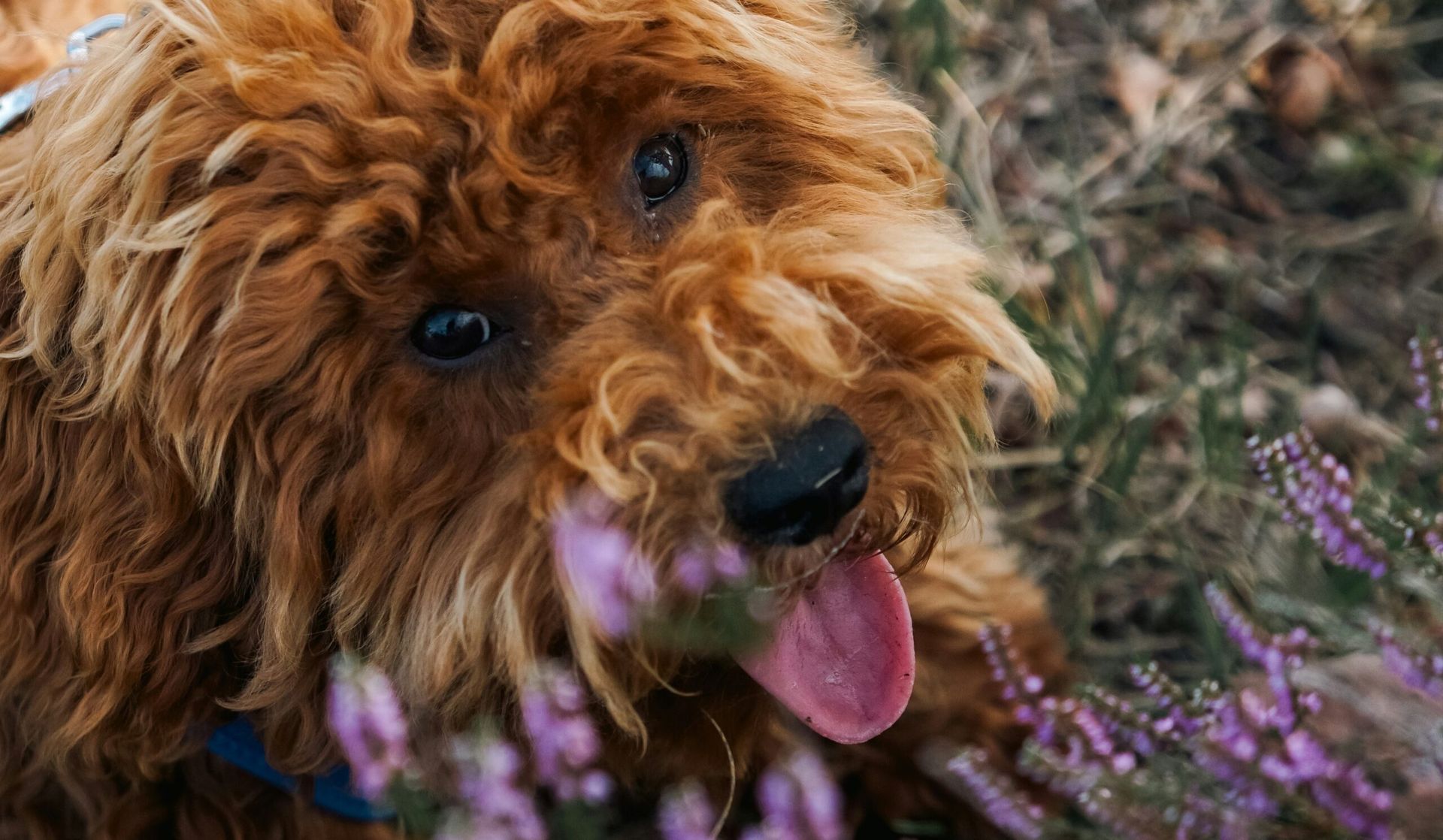 Curly-haired brown dog panting among purple flowers in a garden