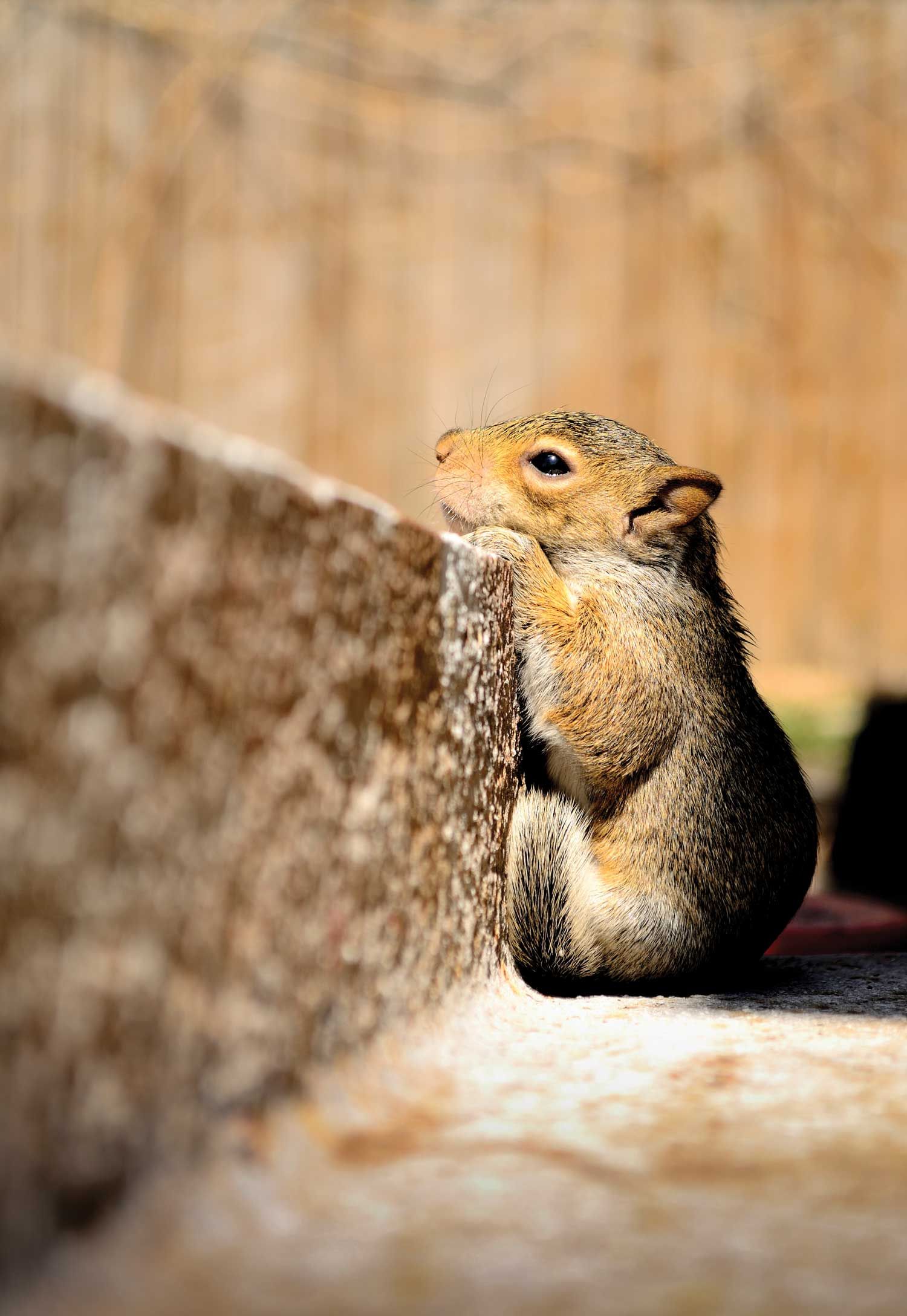 Small squirrel sitting on a sunlit ledge against a blurred wooden background